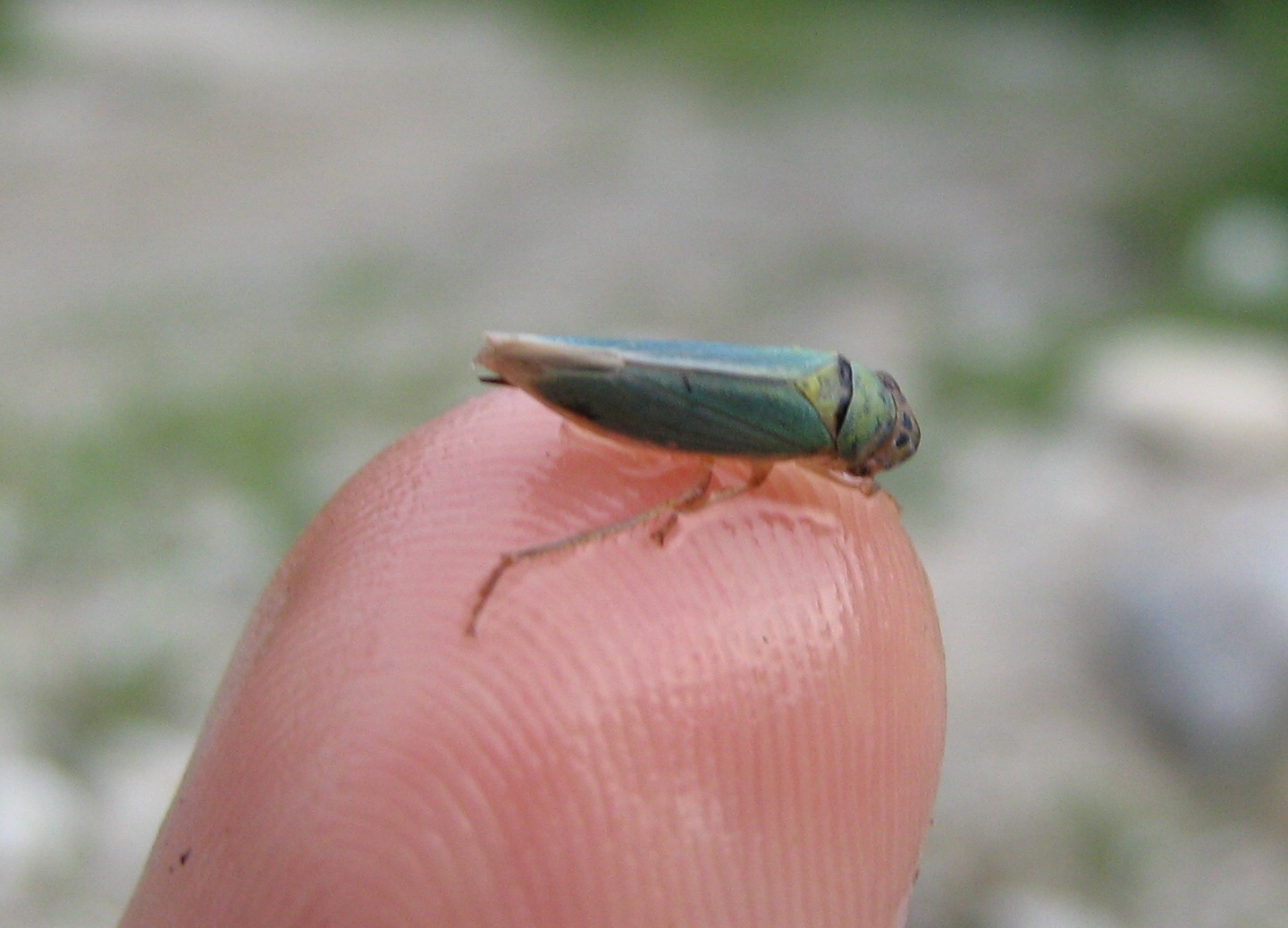 Omotterino da ID [ Cicadella viridis ]